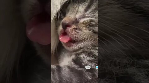 cute cat videos 😹 funny videos 😂 592 😻