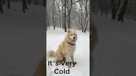 COLD DOG