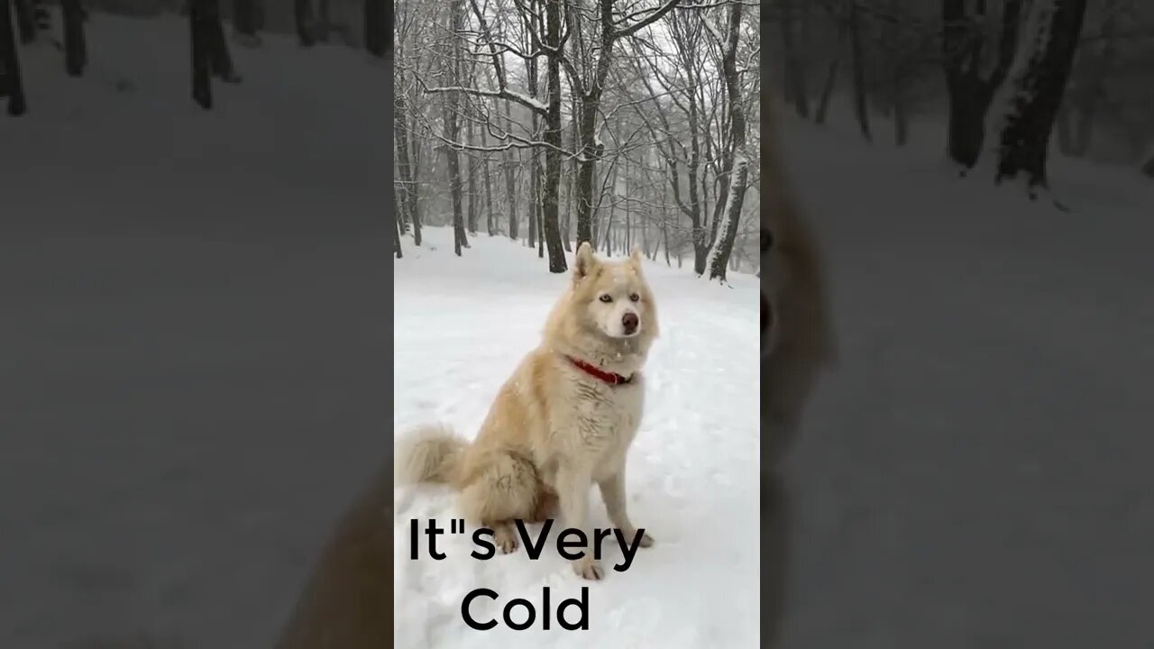 COLD DOG