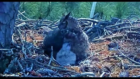 An Owlet Sneak Peek 🦉 3/5/22 12:52