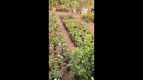 hamra garden 🏡