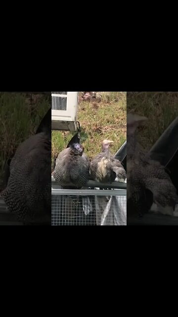 Big keet and little keet