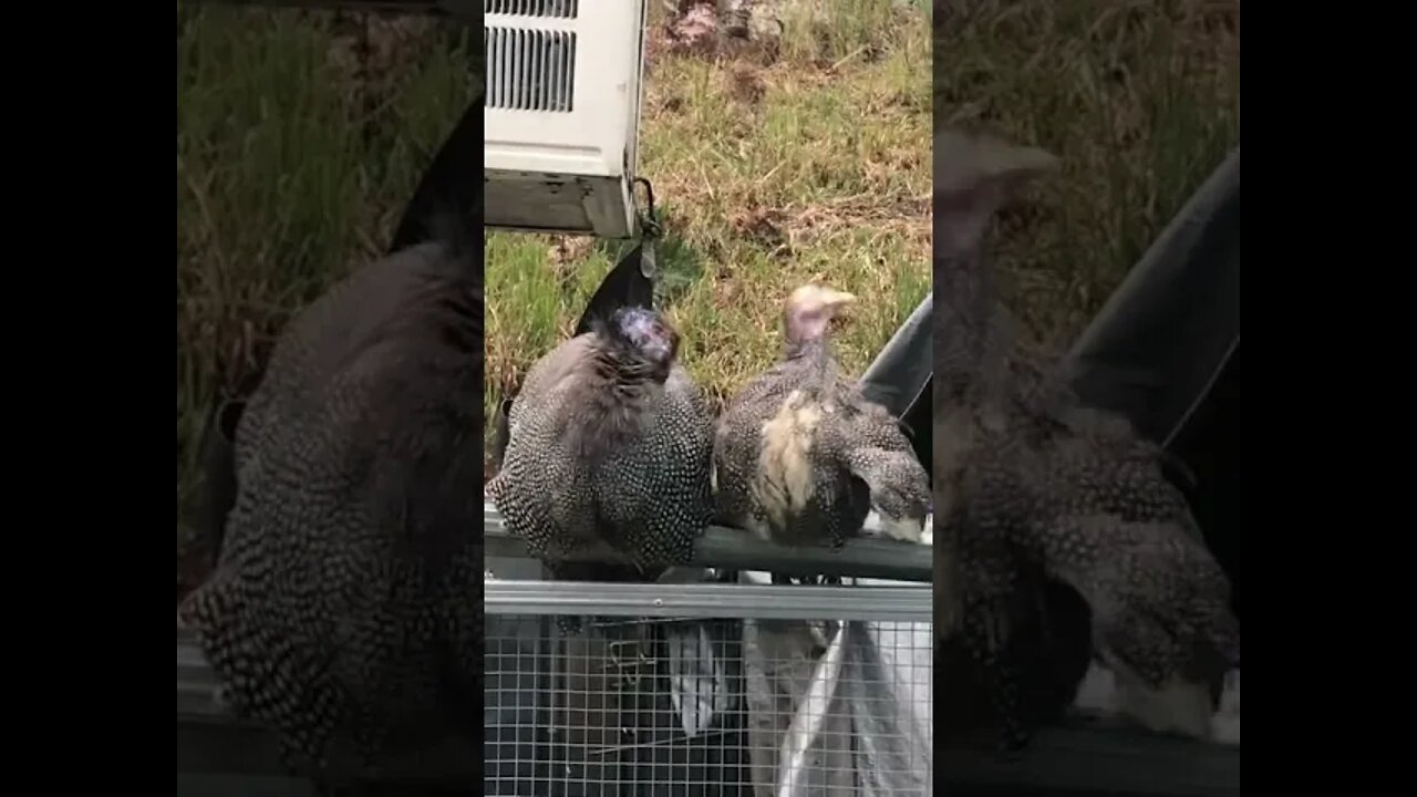 Big keet and little keet