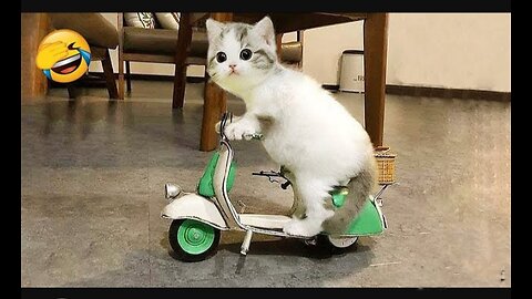 animals funny moments 😂😹