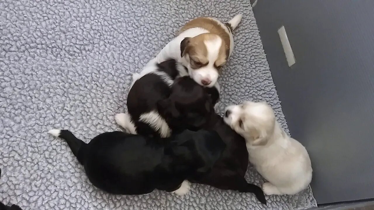 I Litter 4 weeks old tomorrow(1)
