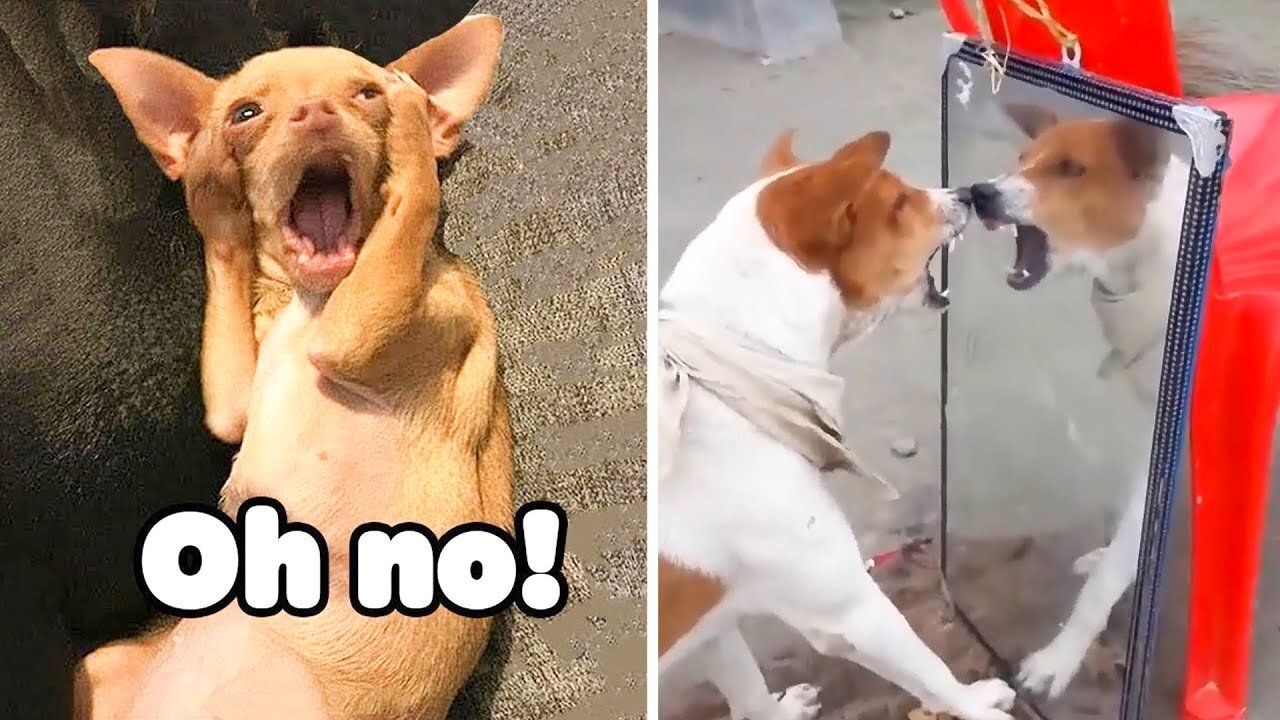 Unbelievable!!! Funny Dog Videos Try Not To Laugh 🦴🐕🐶✔️