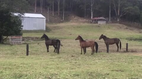 The horses galloping up and down the fence line after being moved paddocks.