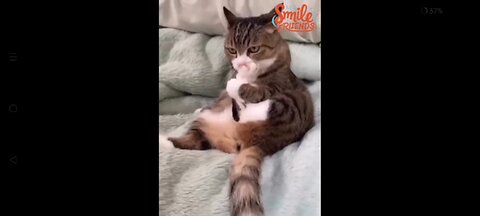 New Funny Videos 2024 😍 Funniest Cats & Dogs Videos🐶😹