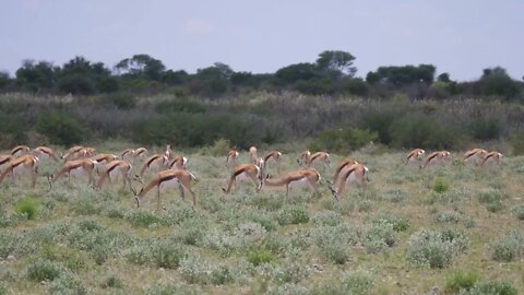 Herd of Springbok grazing in Central Kalahari Game Reserve, Botswana