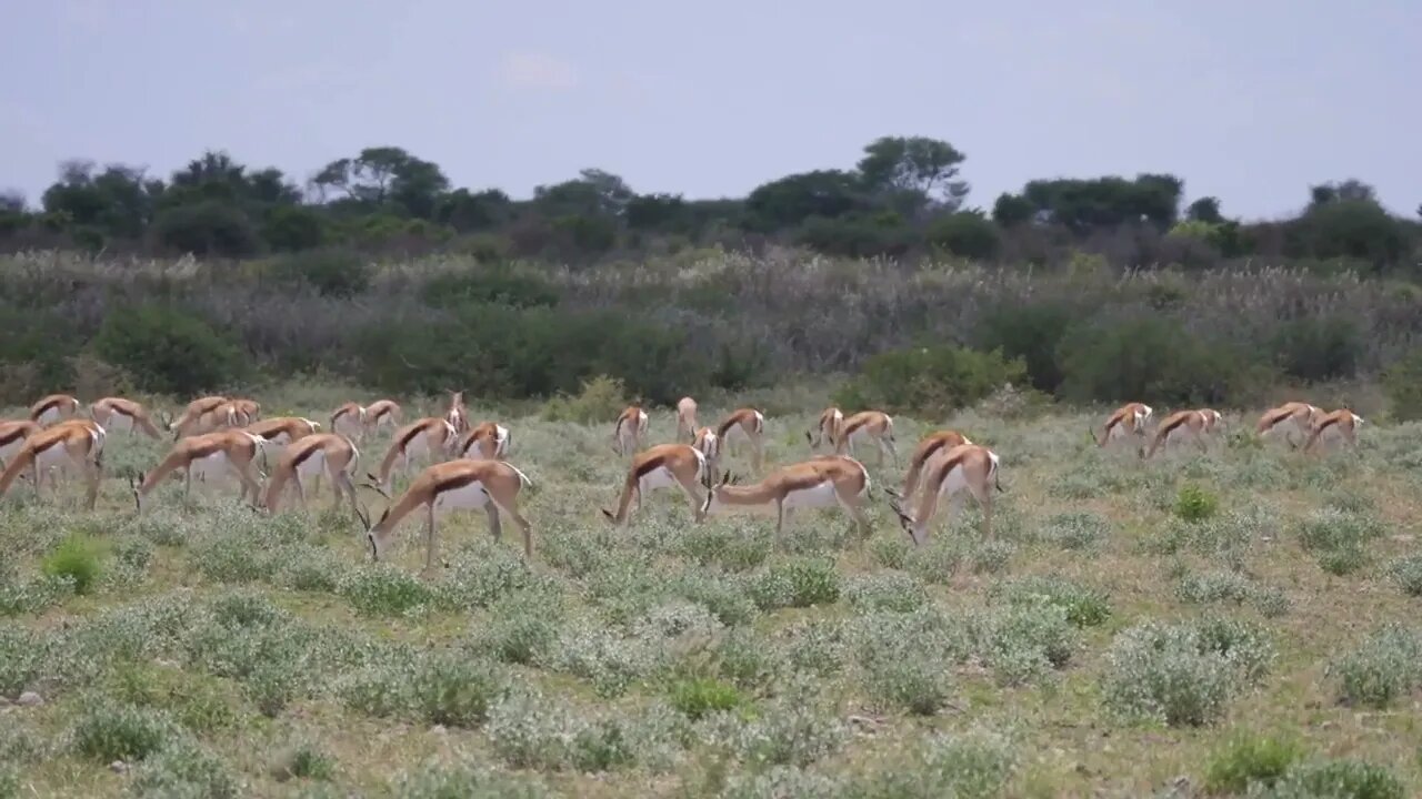 Herd of Springbok grazing in Central Kalahari Game Reserve, Botswana