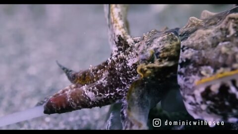 Flamboyant Cuttlefish