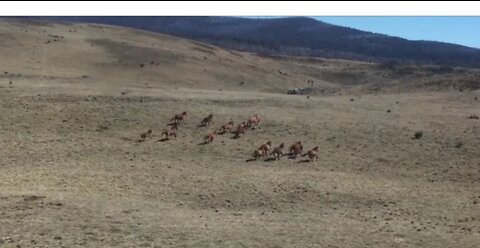 Animals video