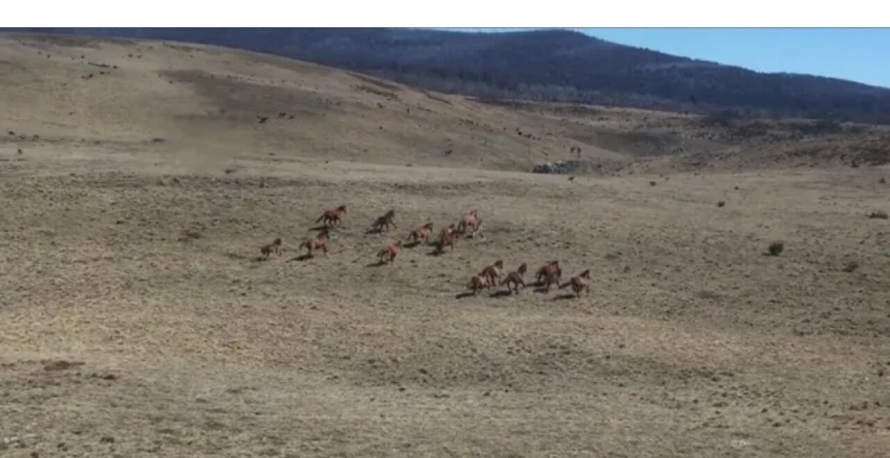 Animals video
