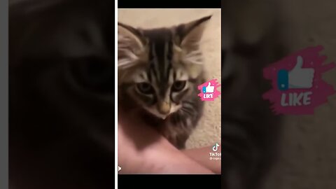 Cute and Funny Animal Video😂