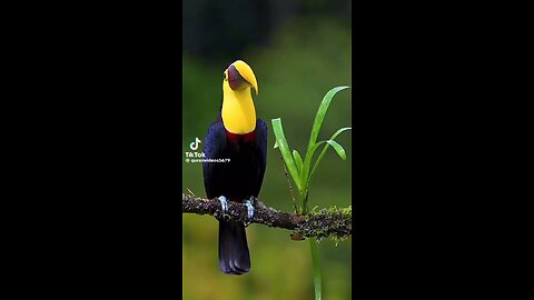 most colourful birds
