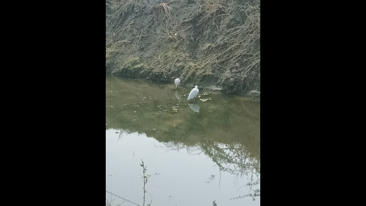 Indian 🐦 birds