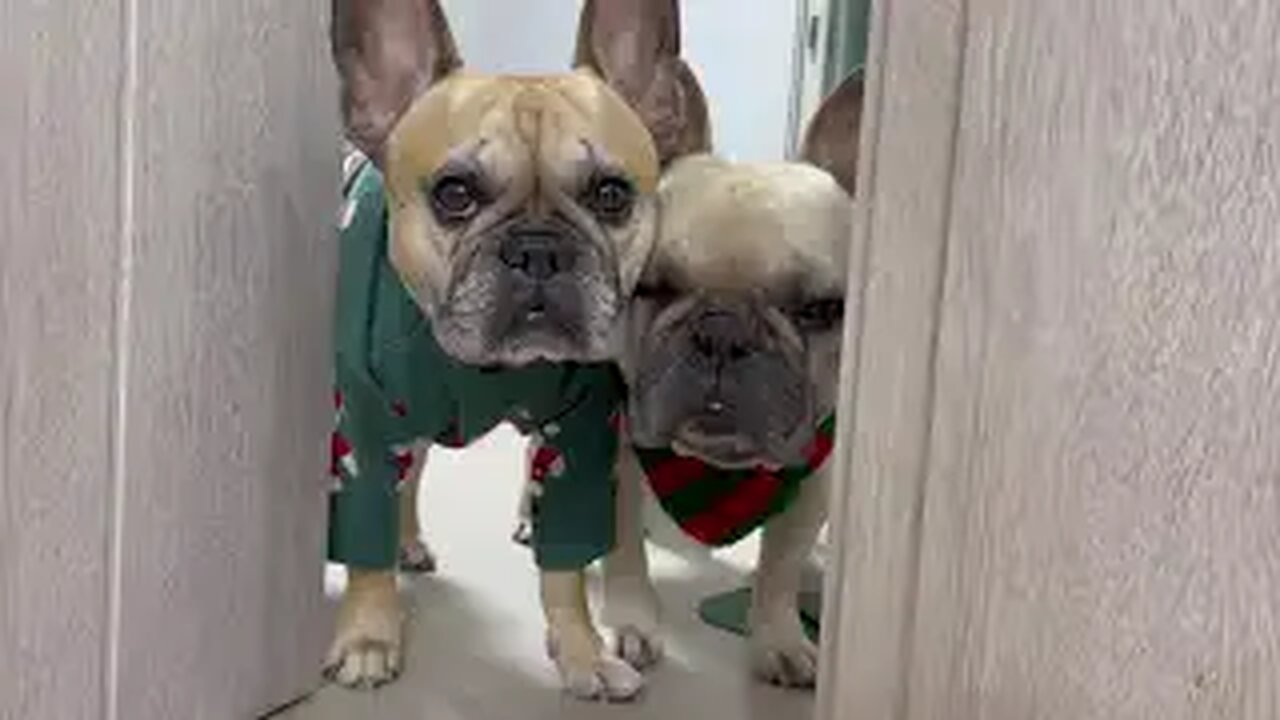 Dogs shocked seeing Christmas present 🎁