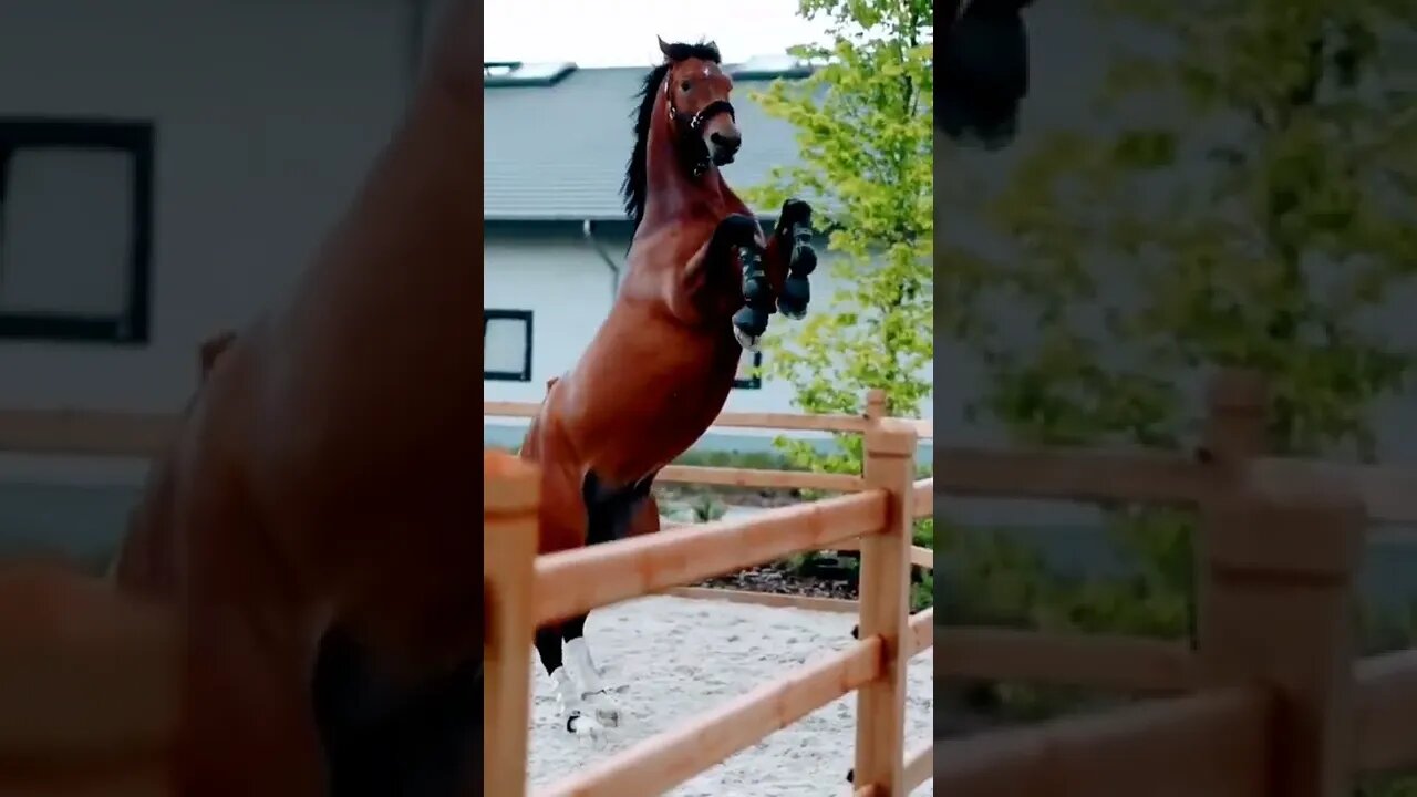 horse