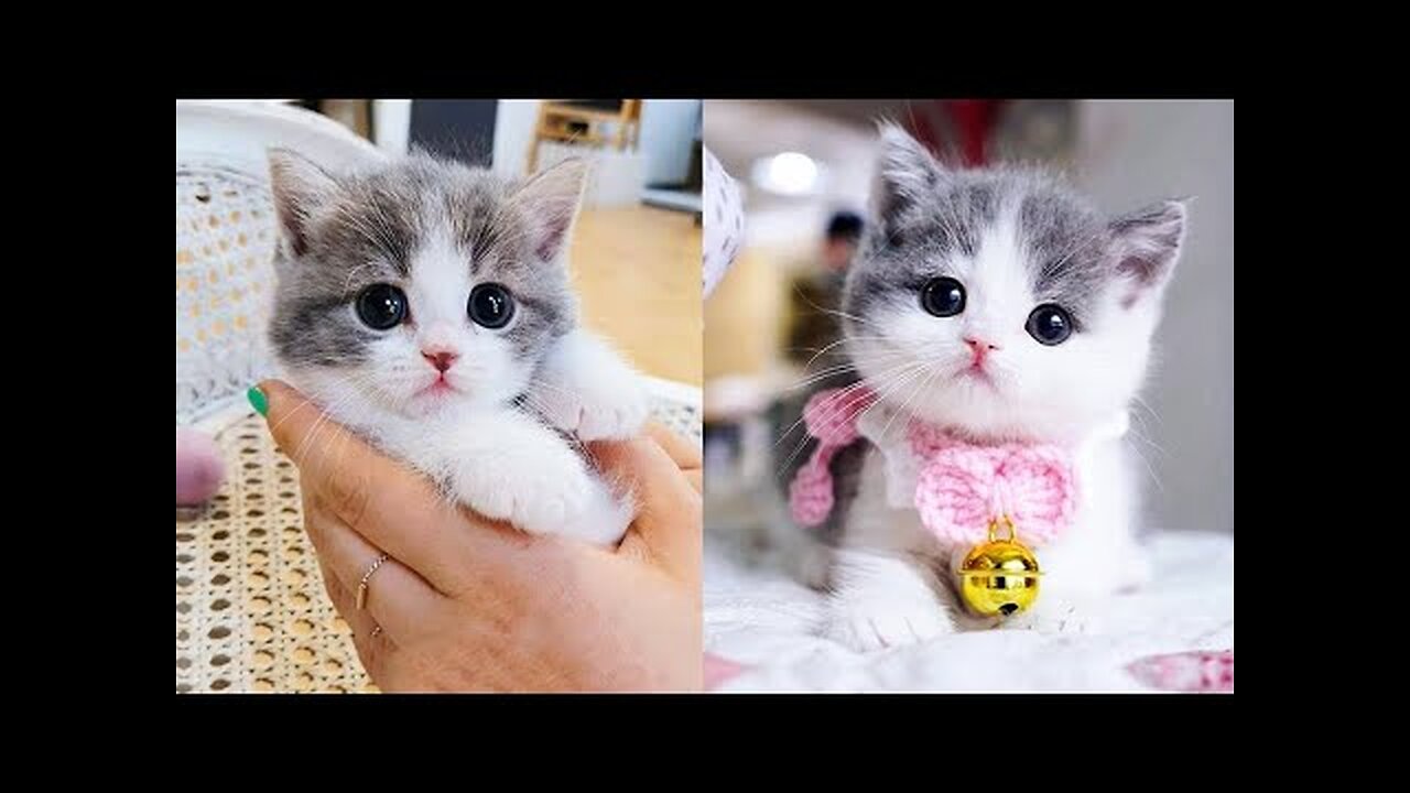 Baby Cats - Cute and Funny Cat Videos Compilation