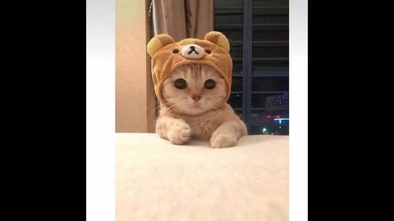 Cute Cat video | Little cat video