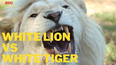 ❗ White Lion vs White Tiger ❗