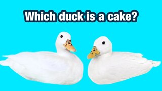 This is the ONE THING Everyone on the Internet Can Agree On!