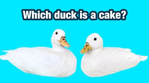 This is the ONE THING Everyone on the Internet Can Agree On!