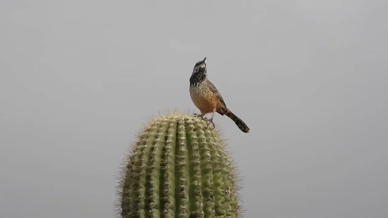 Climate Crisis Sunday