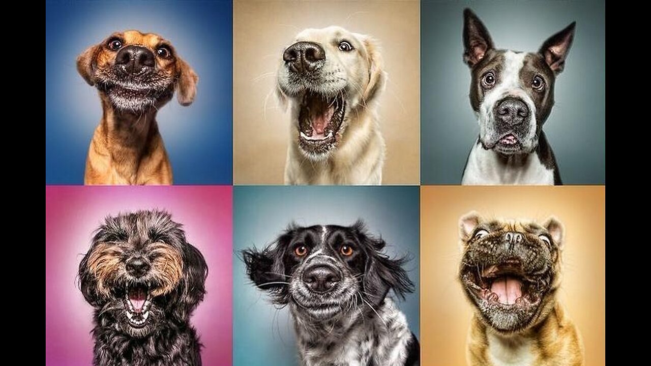 Funny Animal Videos // Funny Dog And Cat