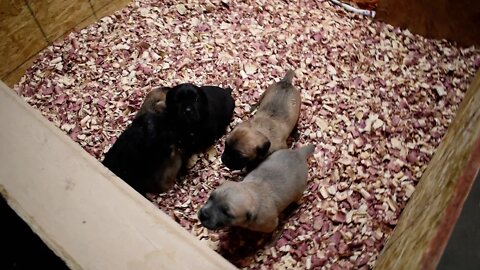 Cane Corso Puppies