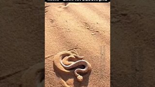 cobra se escondendo dentro da areia