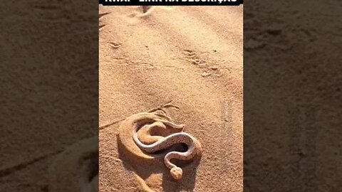 cobra se escondendo dentro da areia