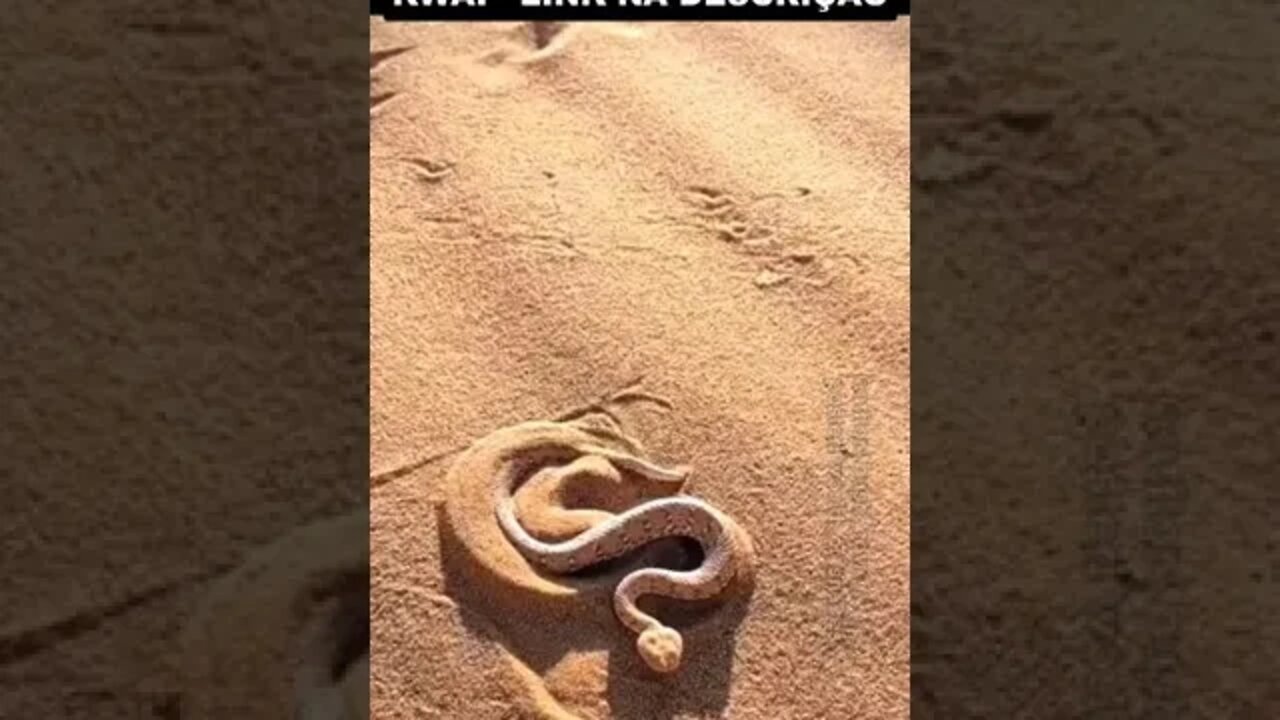 cobra se escondendo dentro da areia