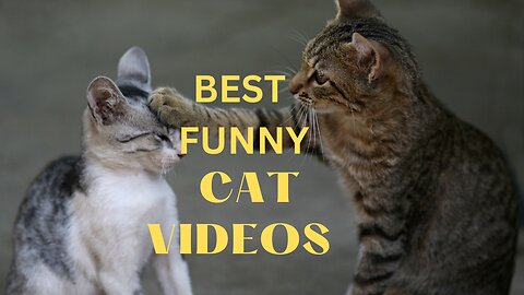 Best Funniest Videos 2023 😂 Cute Cats 🐱 and Crazy Dogs 🐶
