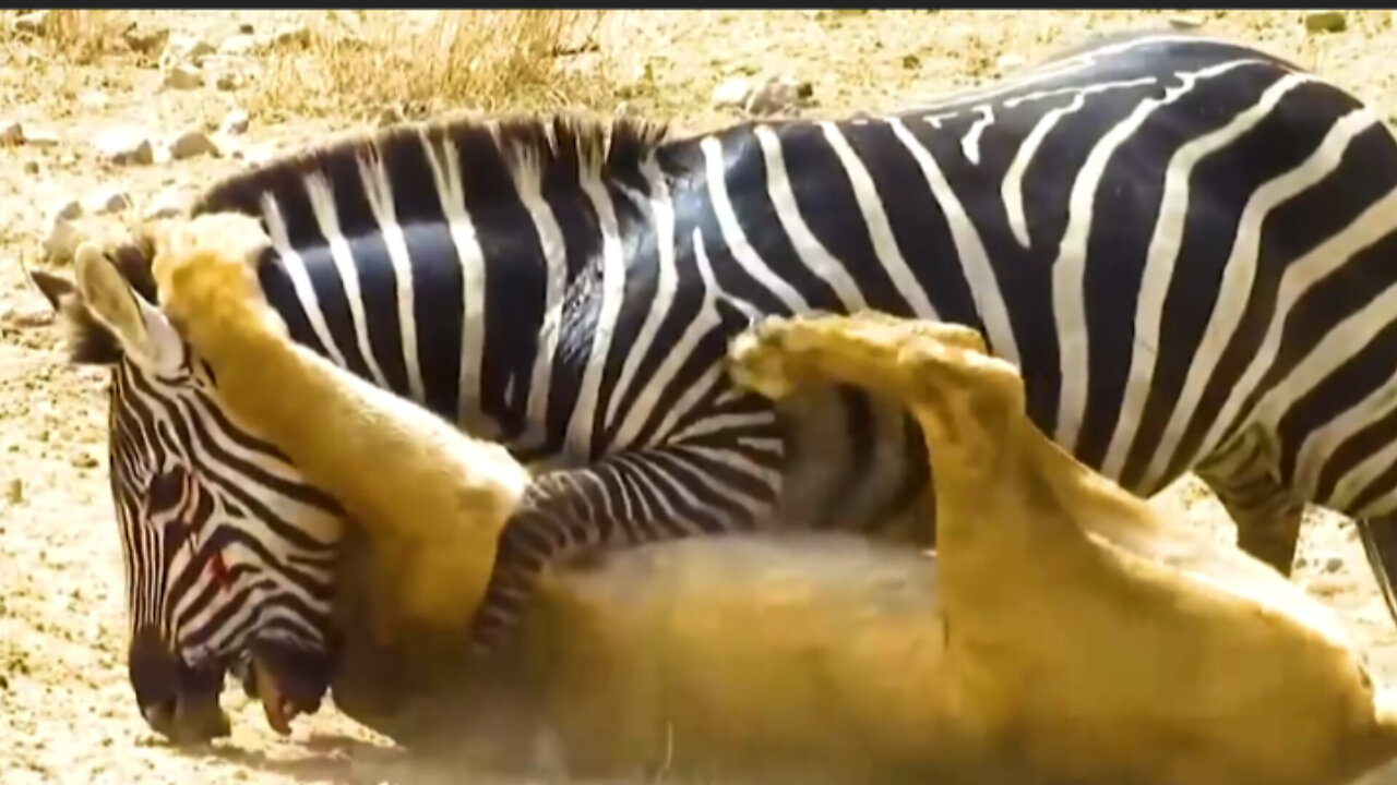 Collaboration of lionesses in paralyzing their prey