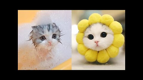 Cute animals baby video|baby animals