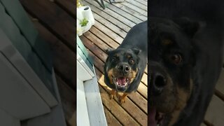Rottweiler Pro Fighter 😂🤣 #rottweiler #shorts