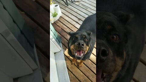 Rottweiler Pro Fighter 😂🤣 #rottweiler #shorts