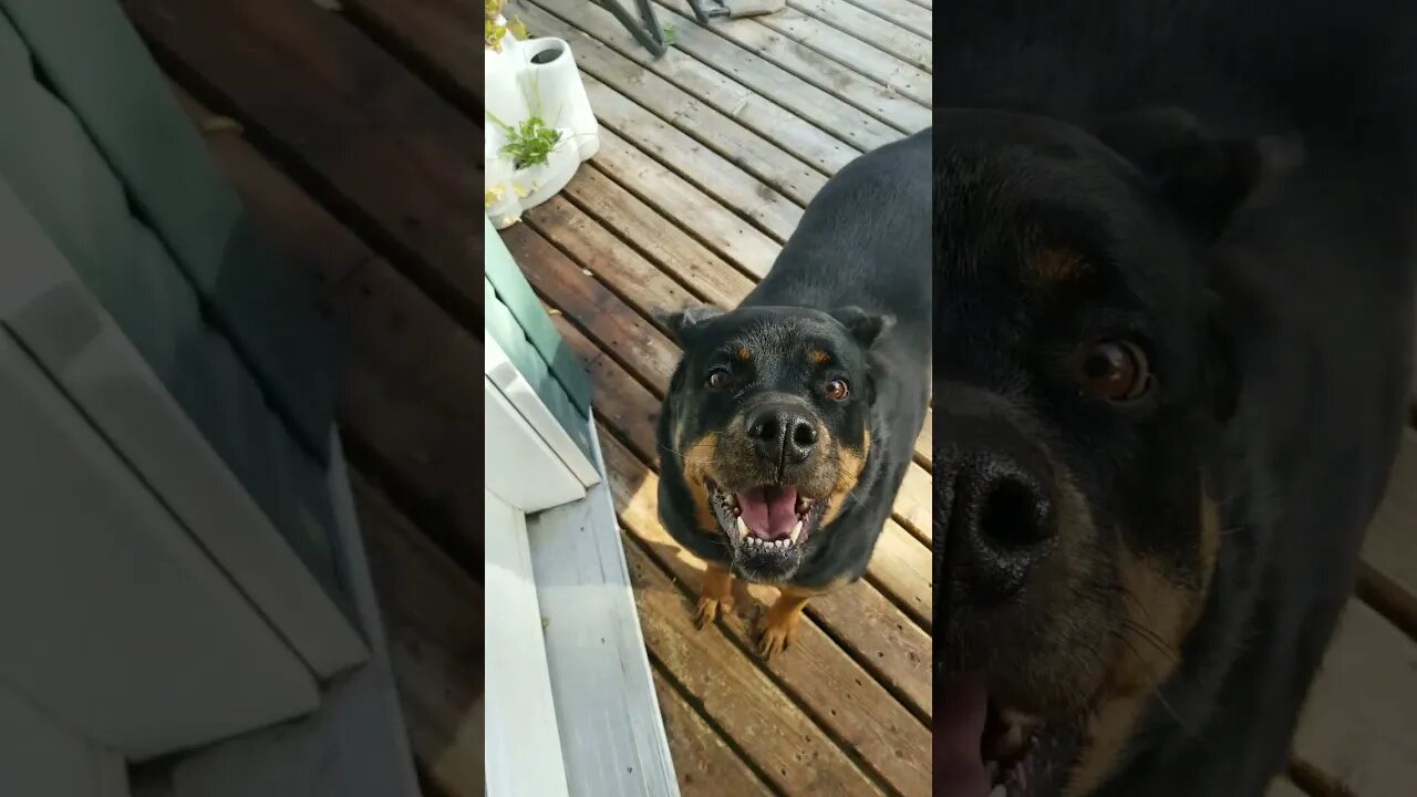 Rottweiler Pro Fighter 😂🤣 #rottweiler #shorts