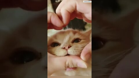 funny cat videos | cute cat videos| cute animals funny cats #shorts #shortsfunny #cutecat #funnycat