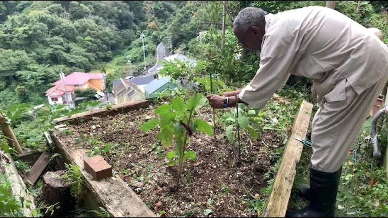 Autumn Garden Preps - I'm psyched!