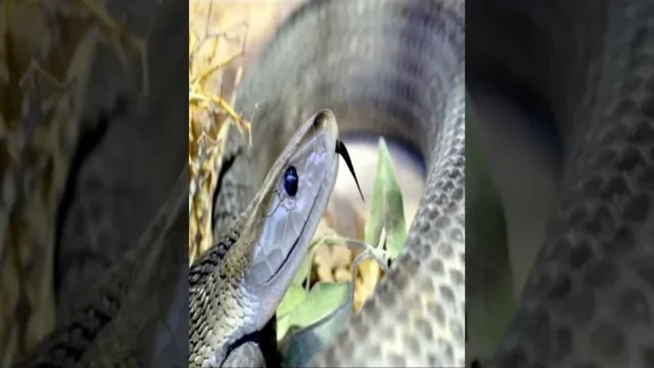 black mamba snake