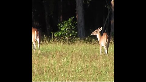 deer on the field