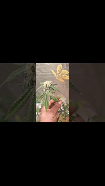 33°@higherdesertexotics