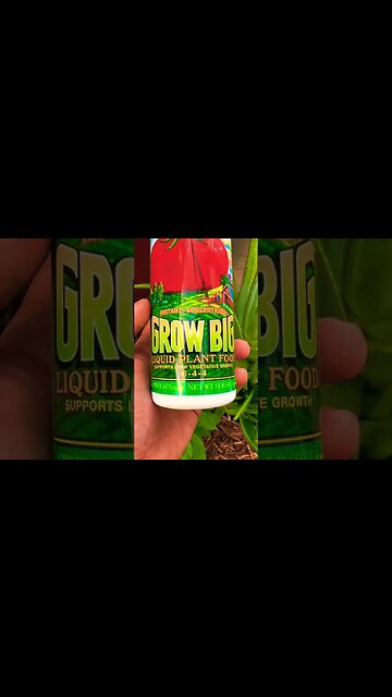 How to Fertilize Container Grown Fruit Trees and Veggies!