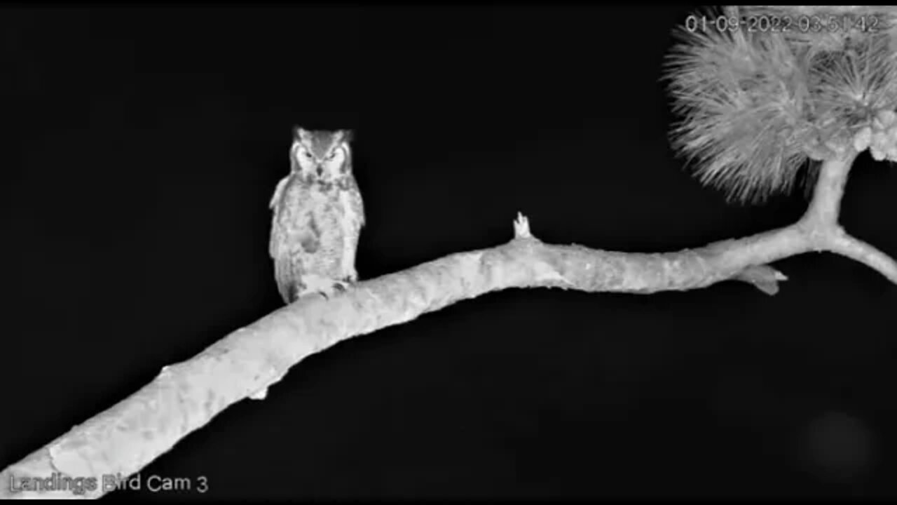 Great Horned Owl Plays Guardian of The Nest 🦉 1/9/22 3:45 AM