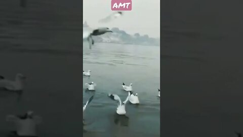 natural WhatsApp status