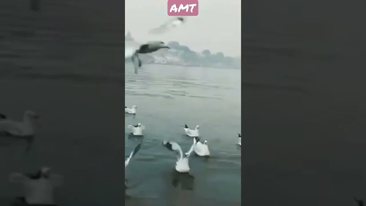 natural WhatsApp status