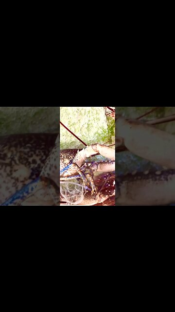 I can eat the #rocklobster 🦞 for 130 euros! #shorts #portugal #cascais