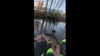 Creek Largemouth Bass 1